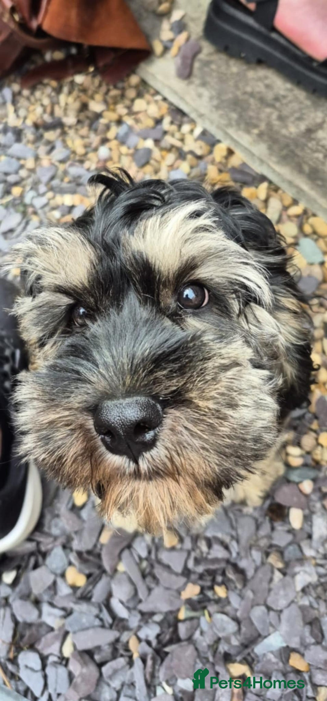 Cockapoo dogs for sale: 15 week old sable cockerpoo pup - Image 1