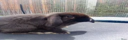 Mini Lop rabbits for sale: Pure mini lop Bunny ready from 12/06 - Advert 4