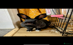 Rex rabbits for sale: 1.5 year old bunny & set up  - Image 3
