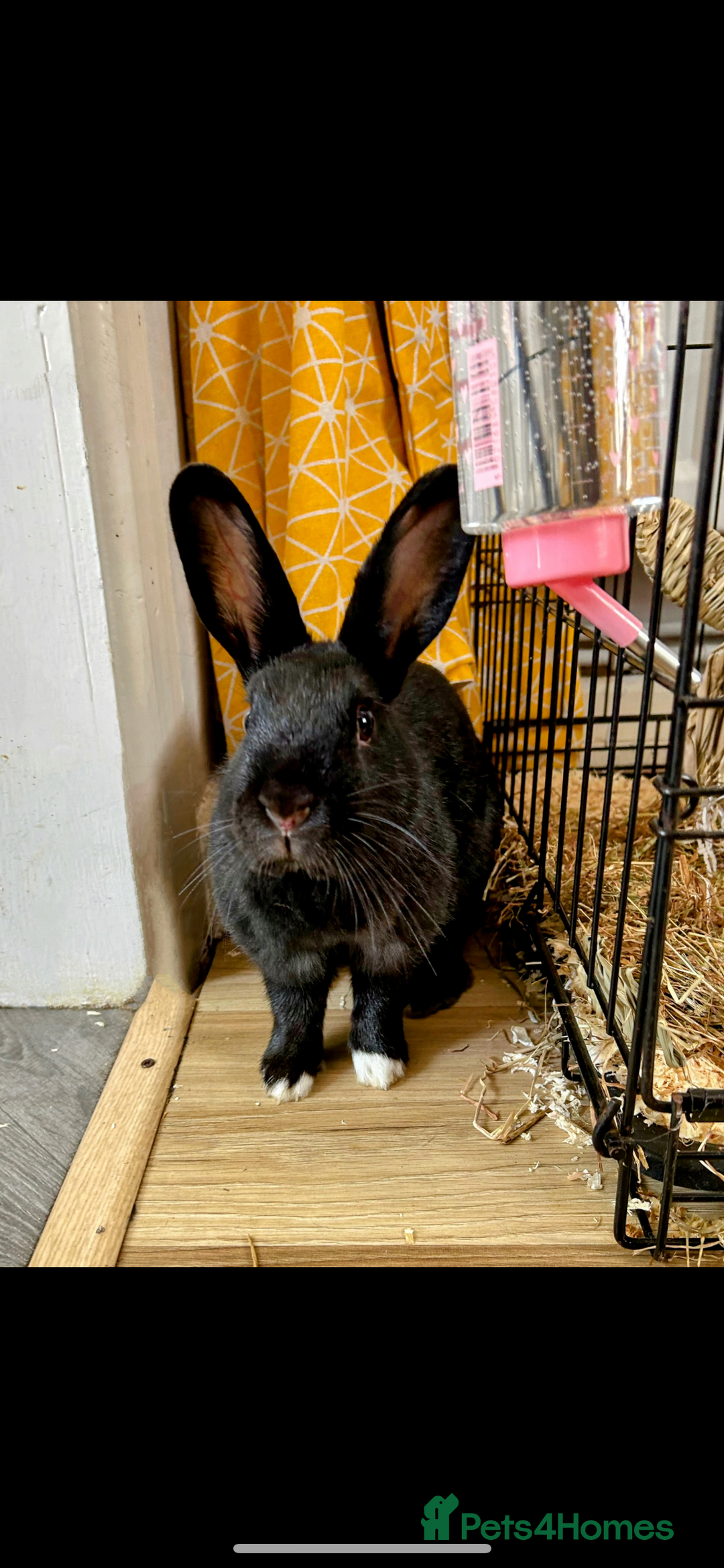 Rex rabbits for sale: 1.5 year old bunny & set up  - Image 3