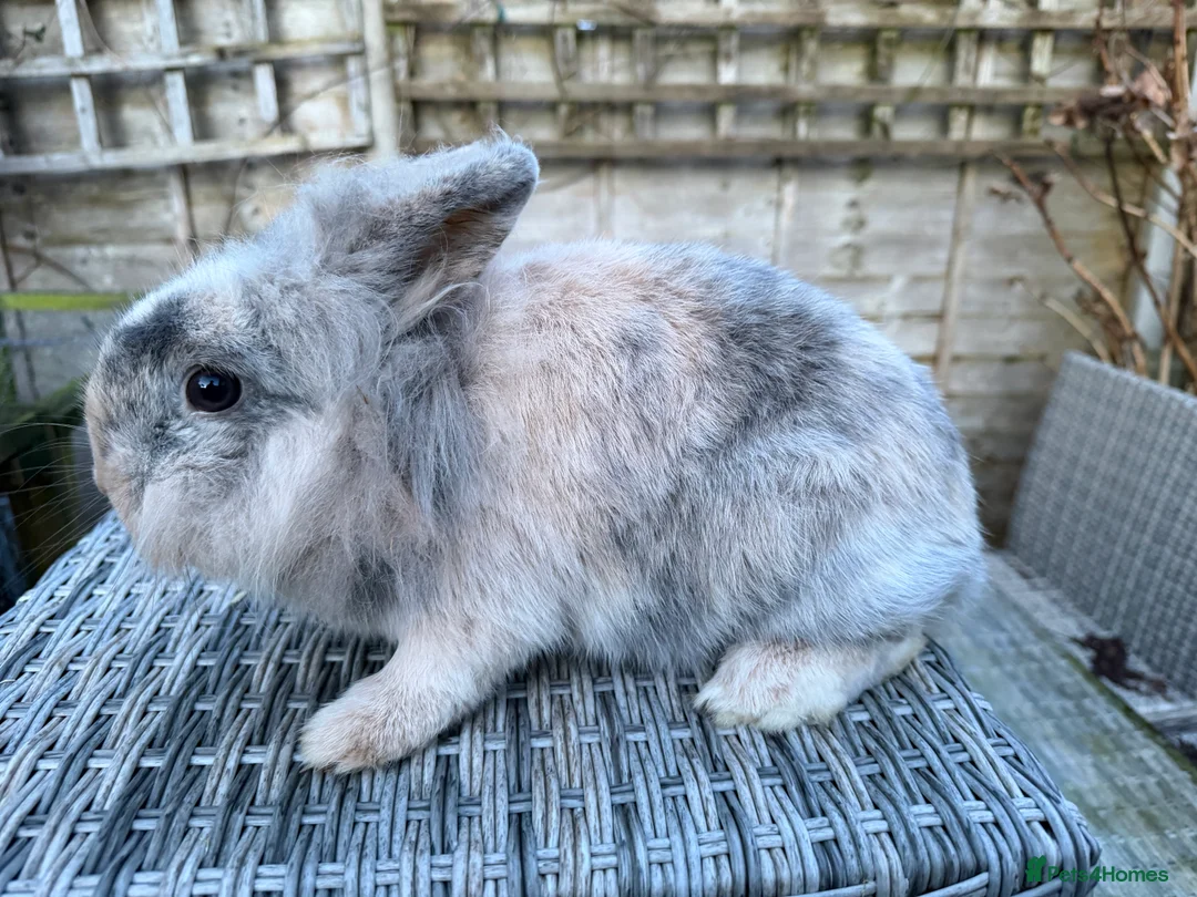 Lionhead rabbits for sale: Gorgeous female lionhead  - Advert 2