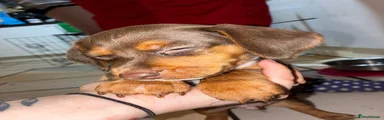 Dachshund 2