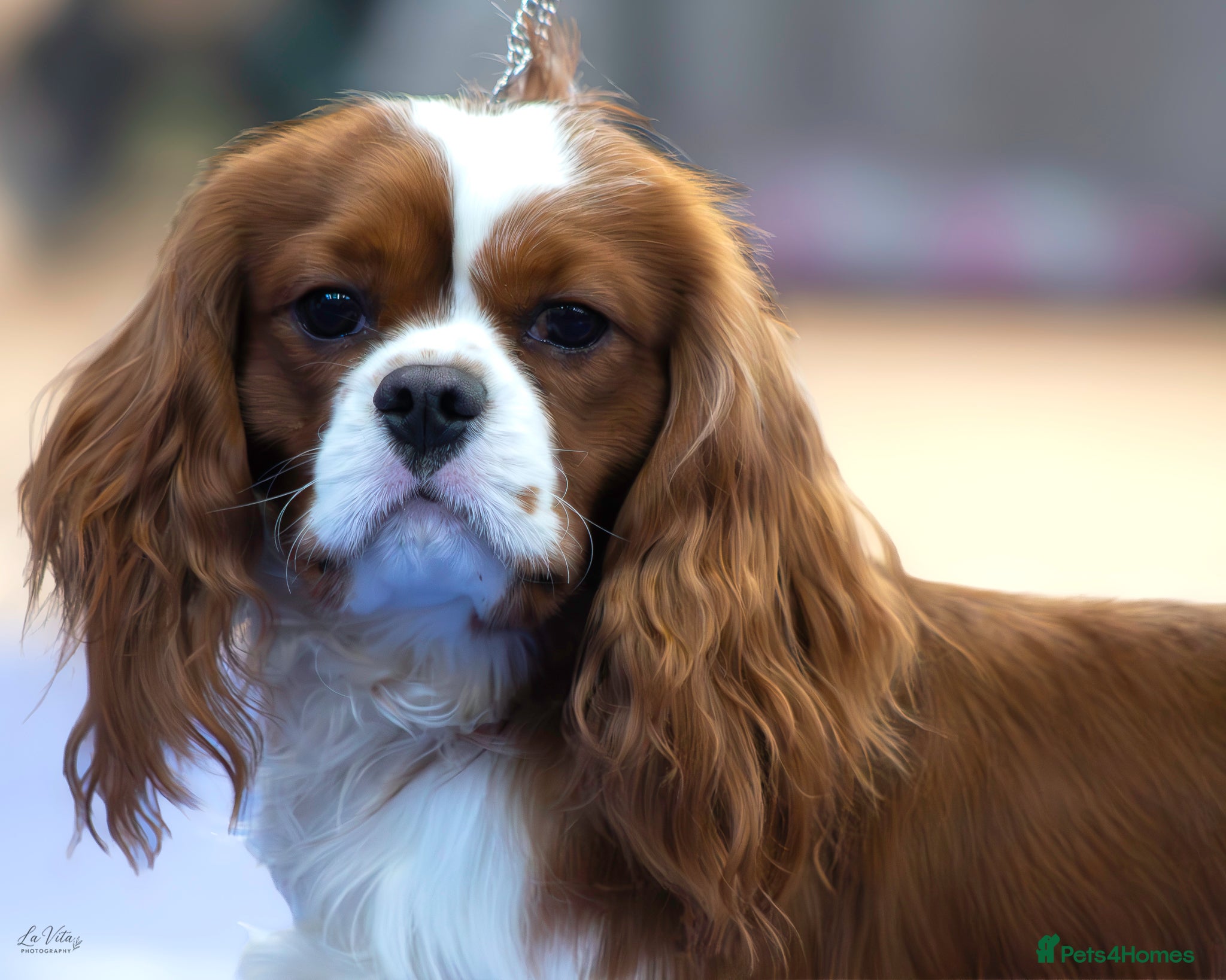 Cavalier King Charles Spaniel dogs Health Tested CKCS for stud! - Advert 3