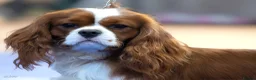 Cavalier King Charles Spaniel dogs for stud: Health Tested CKCS for stud! - Advert 1