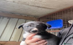 Border Collie dogs for sale: 6 border collies looking for there forever homes  - Image 6