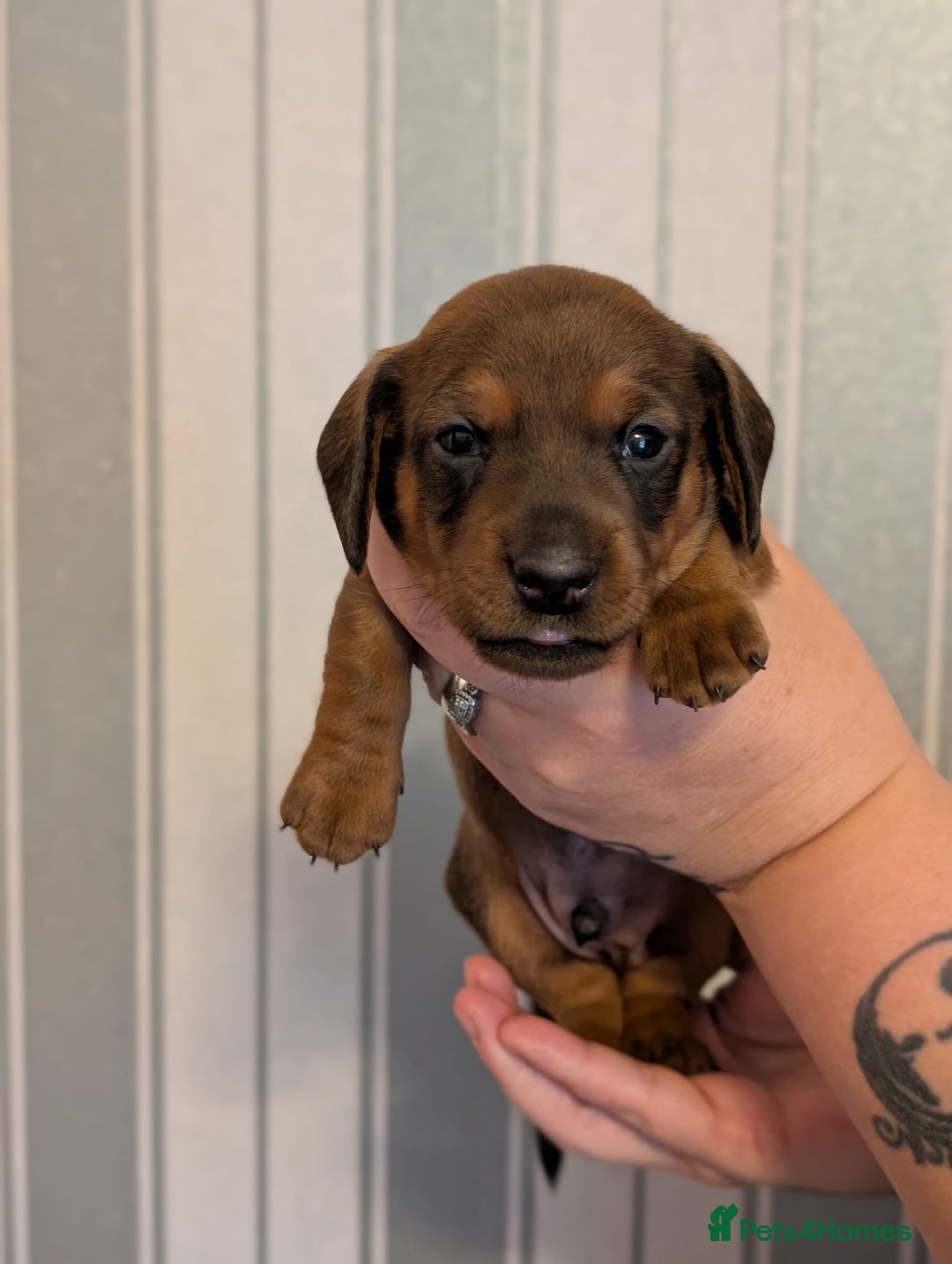 Miniature Dachshund dogs for sale: Miniature Dachshund Puppies For Sale  - Advert 27