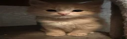 Ragcoon cats for sale: Beautiful raccoon kittens  - Advert 19