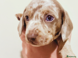 Miniature Dachshund dogs 🐾Beautiful kc mini dachshund pups ready 20 Dec🐾 - Advert 5