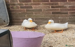 Ducks poultry for sale: 2 females  - Image 2