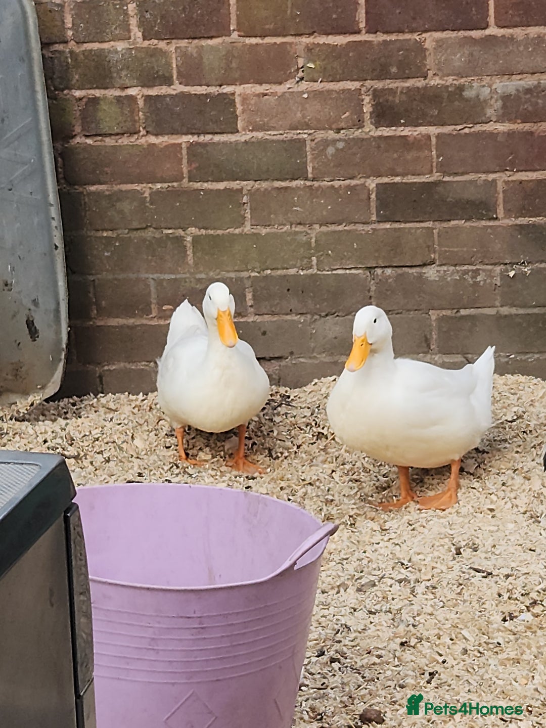 Ducks poultry for sale: 2 females  - Image 2