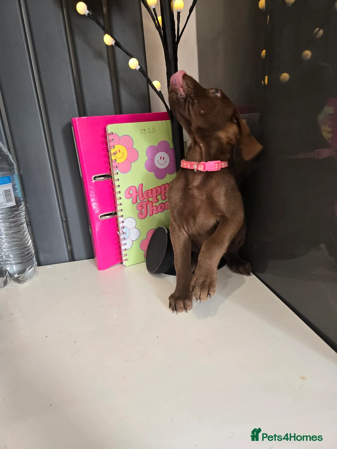 Mixed Breed dogs for sale: Doberman x Weimaraner Cross - Advert 8