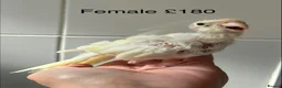 Parakeets birds for sale: Hand reared and hand tame Kakariki - Advert 2