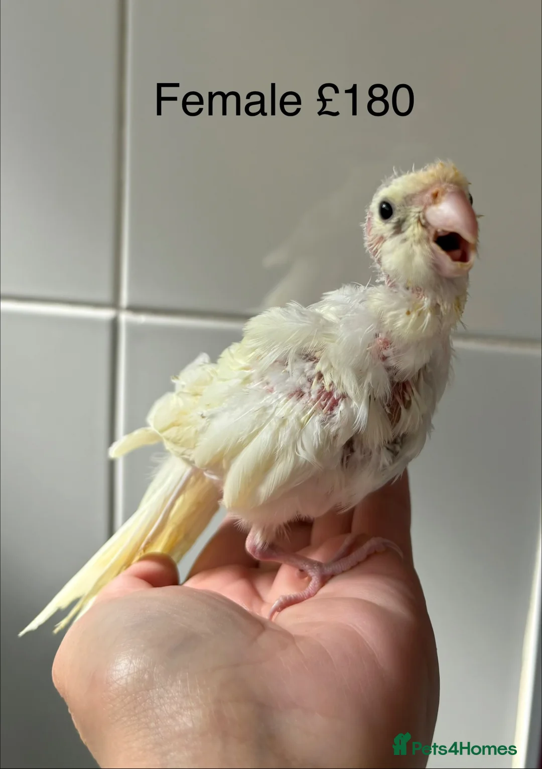 Parakeets birds for sale: Hand reared and hand tame Kakariki - Advert 2