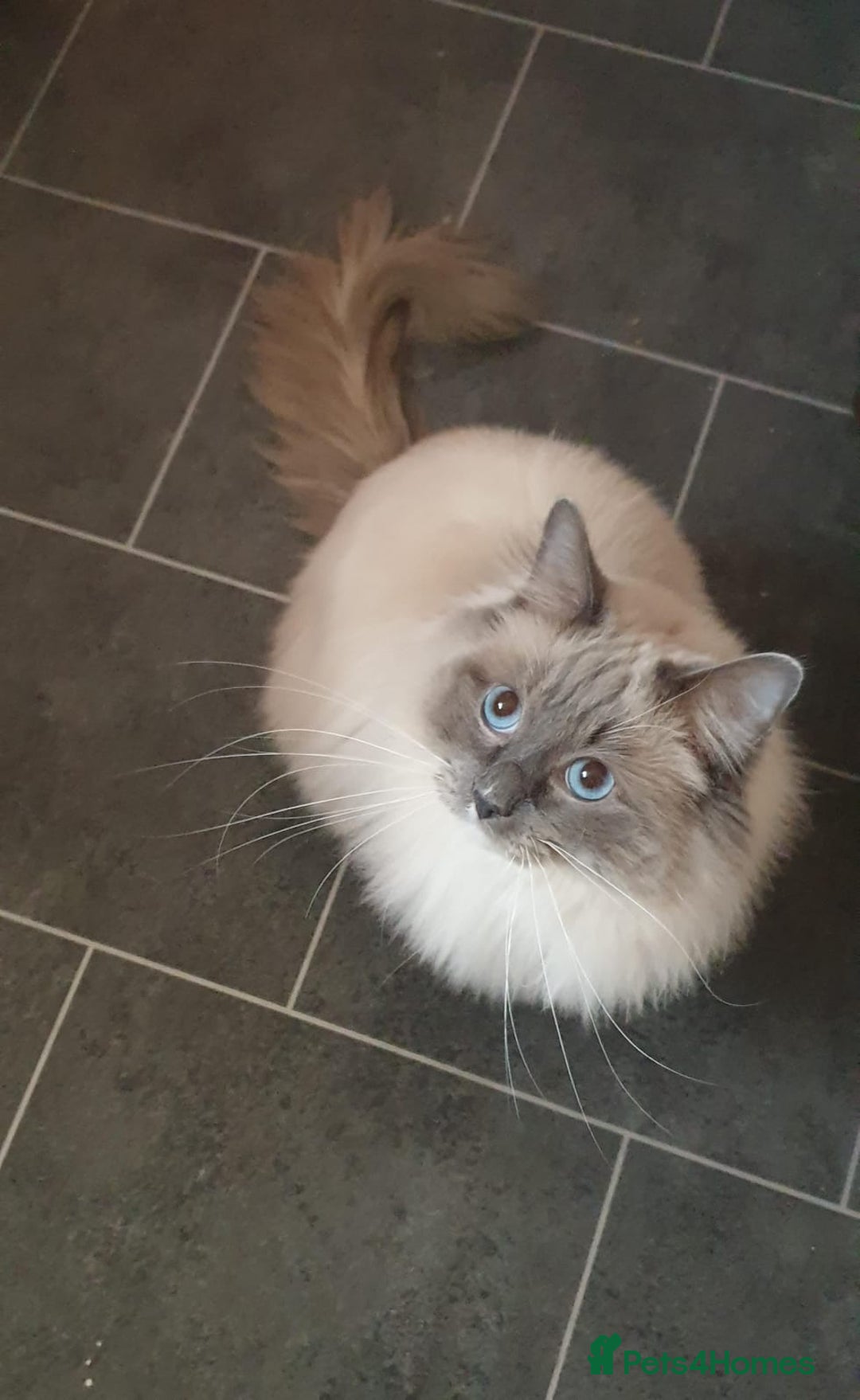 Ragdoll cats for stud: ❤️ Magnificent GCCF Active Registered Stud ❤️ in Preston - Advert 8