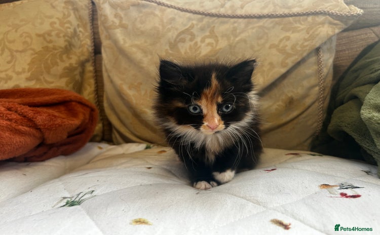 Ragcoon cats - Advert 1