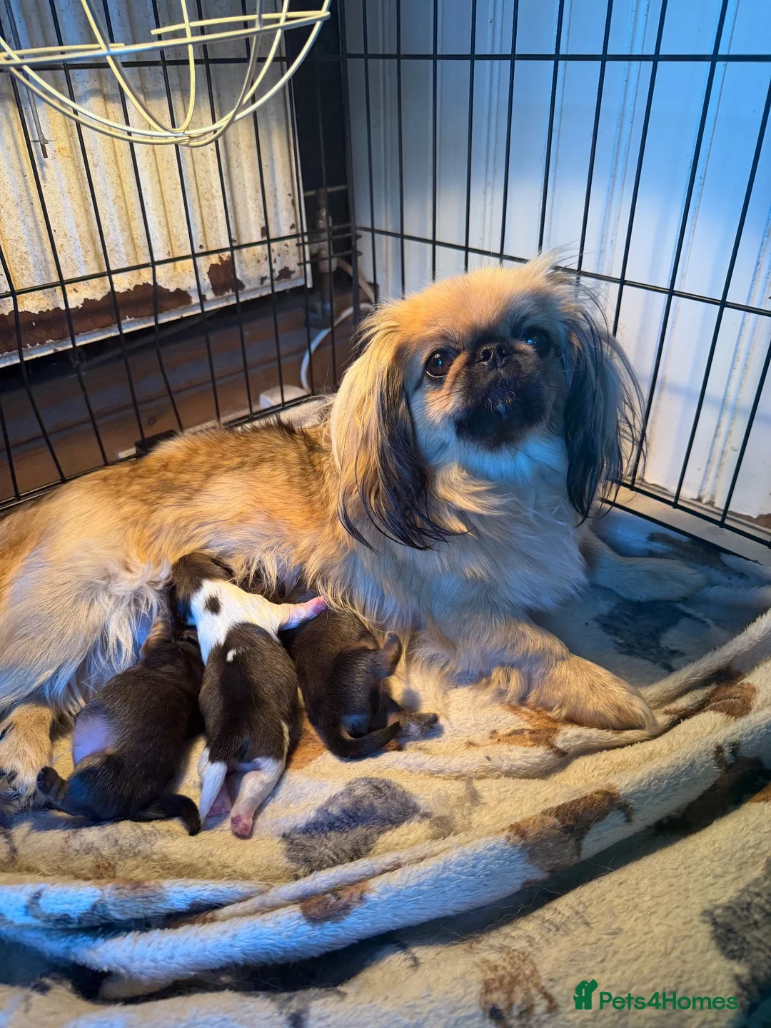 Pekingese dogs for sale: Pure Pekingese Puppies  - Advert 1