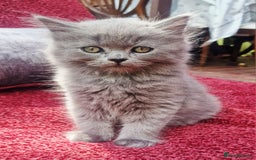 British Longhair cats for sale: Gorgeous Blue British longhair kittens - Image 5