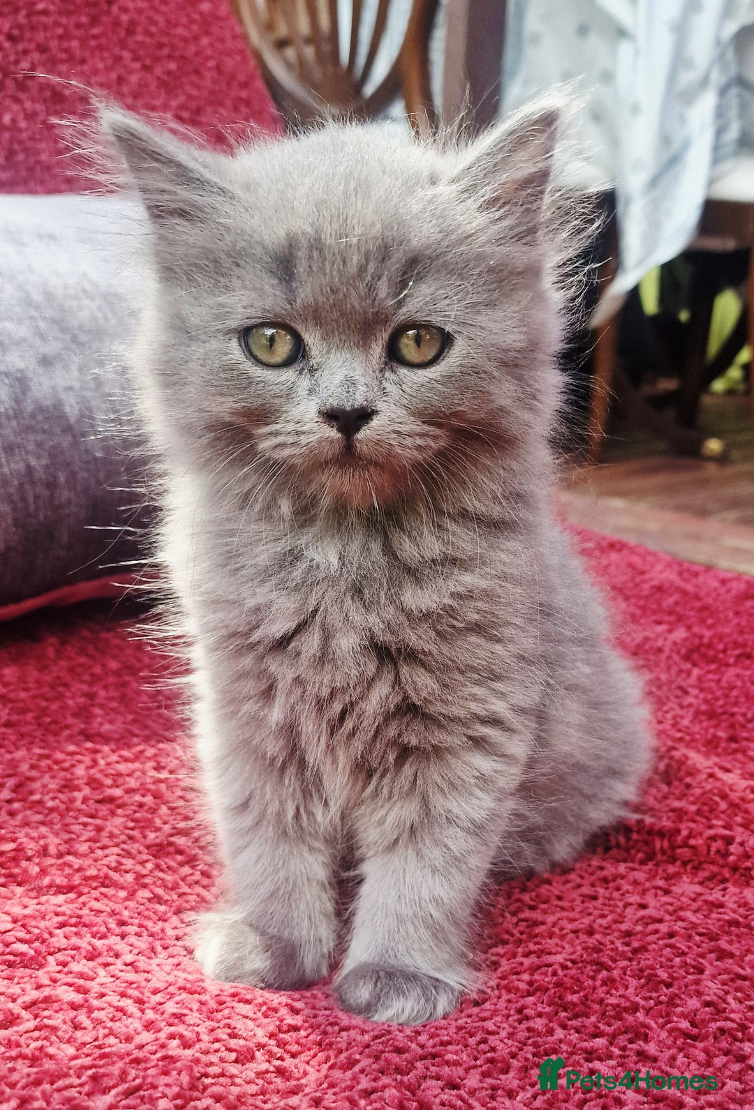 British Longhair cats for sale: Gorgeous Blue British longhair kittens - Image 5