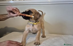 Great Dane dogs for sale: Sire Int Mult Ch Lasa Sta Baluba Del Piccolo Jigo - Image 11