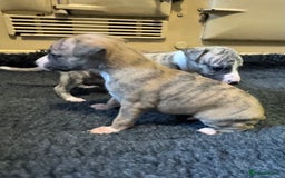 Whippet dogs for sale: Beautiful KC Whippet pups 5 boys - Image 19