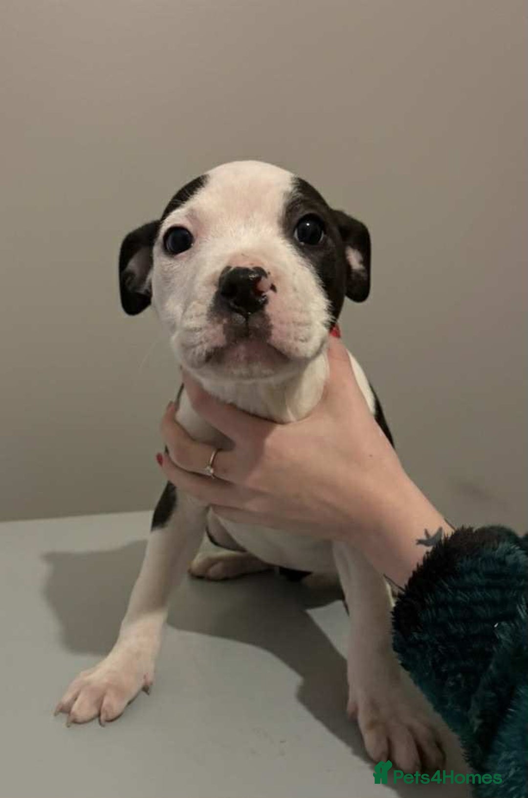 Mixed Breed dogs for sale: Staffordshire bull terrier  - Advert 4