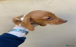 Miniature Dachshund dogs for sale: FOUR MINIATURE DACHSHUNDS PUPPIES FOR SALE - Image 6