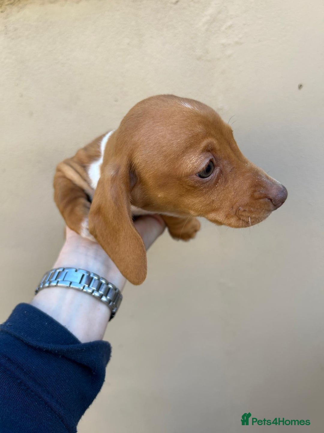 Miniature Dachshund dogs for sale: FOUR MINIATURE DACHSHUNDS PUPPIES FOR SALE - Image 6
