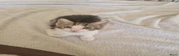 Mixed Breed cats for sale: Beautiful male kitten for sale  - Advert 19