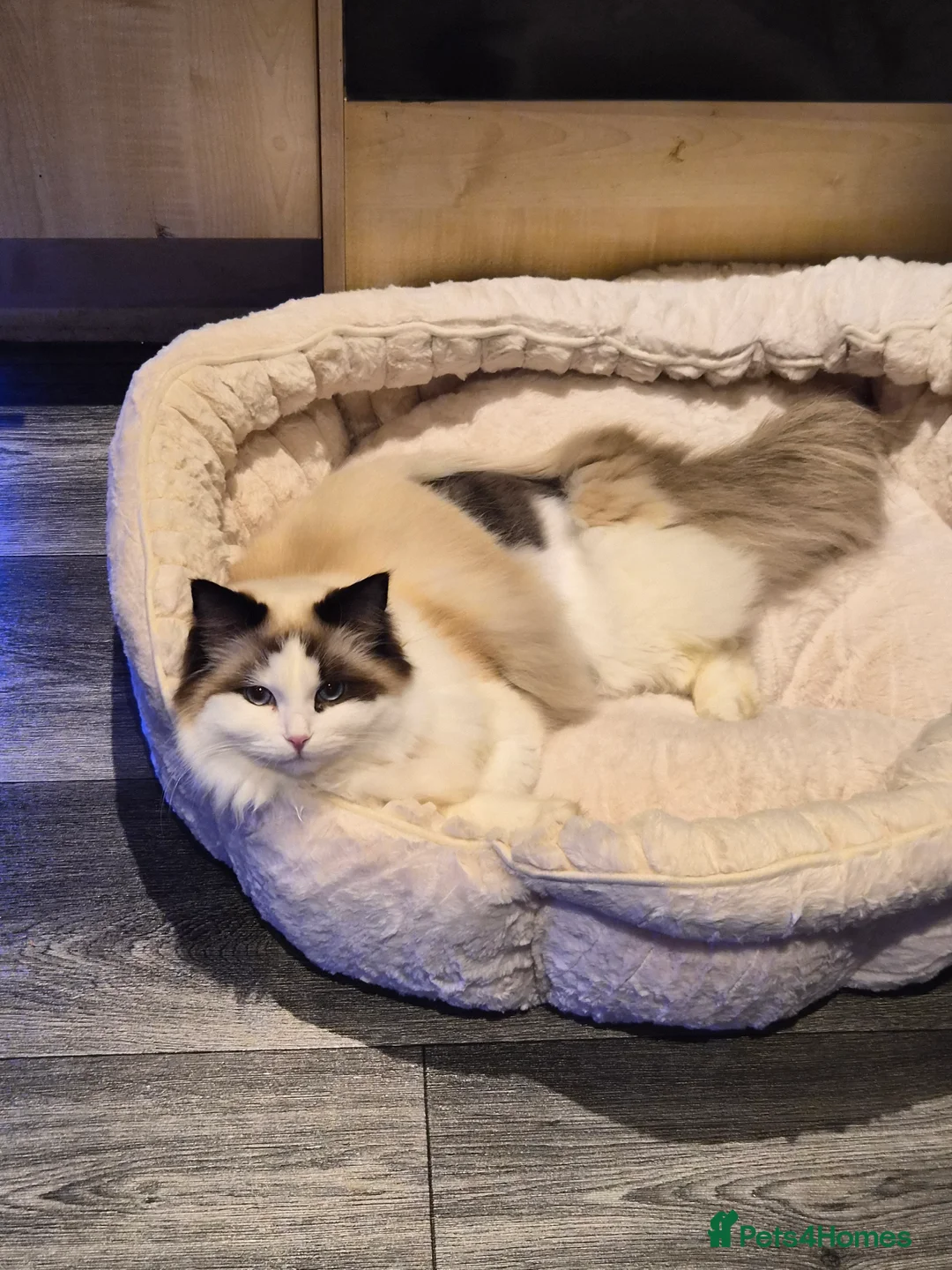 Ragdoll cats for sale: 8 month old female bi colour ragdoll castrated  - Advert 2