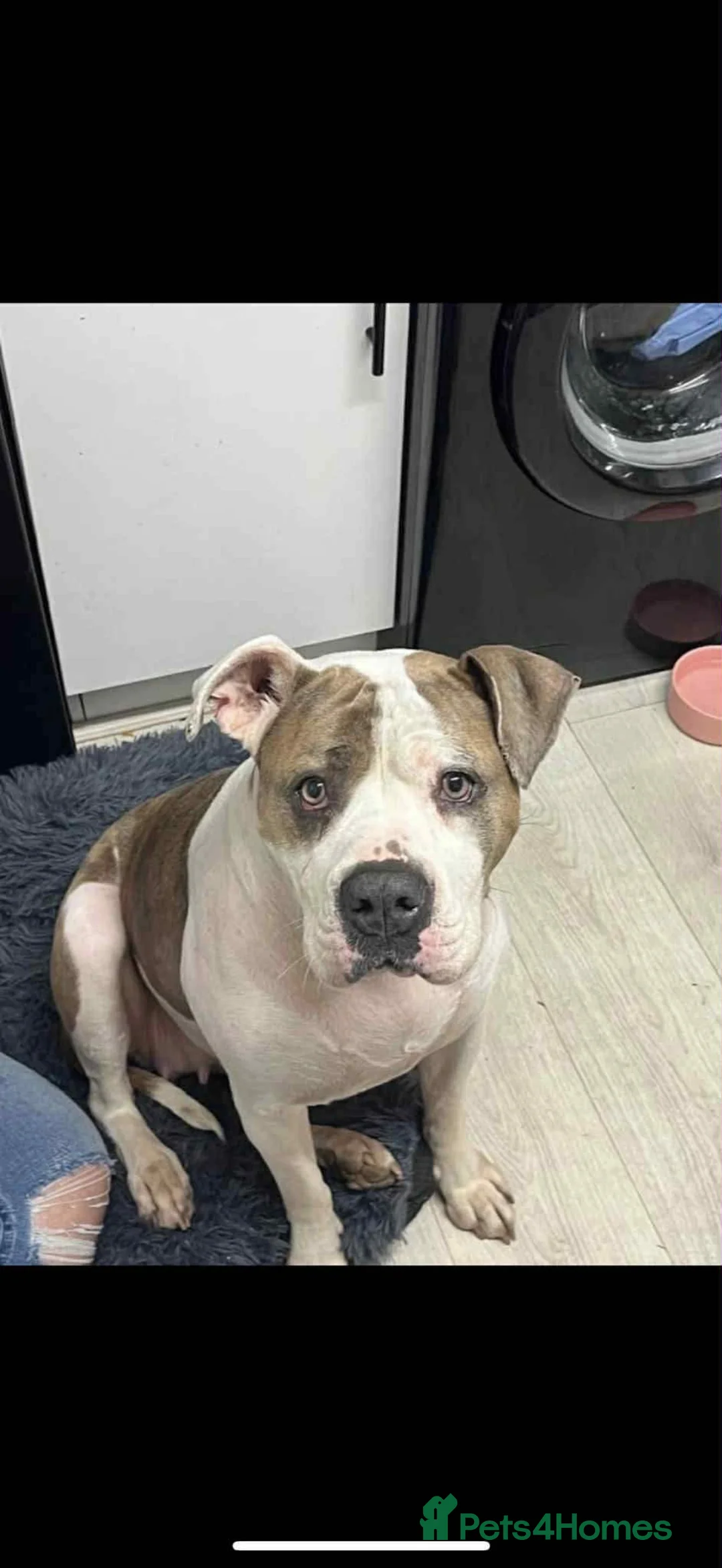 American Bulldog dogs for sale: American Bulldog  in Bedworth - Advert 2