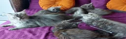Maine Coon cats for sale: 🌟 Ready now 🌟 Russian Bloodline Maine Coons  - Advert 9
