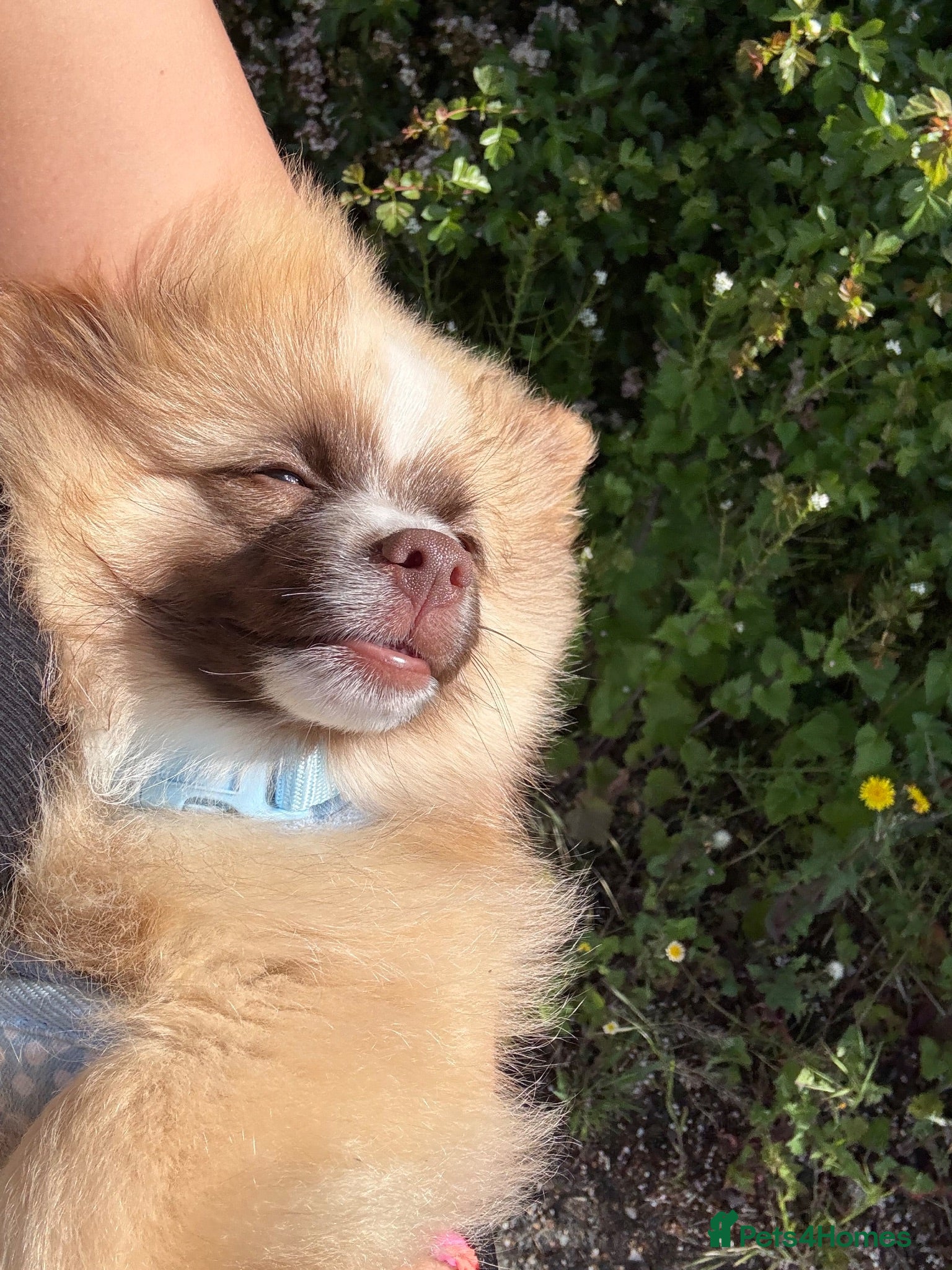 Pomeranian dogs Pomeranian male for sale  - Advert 3