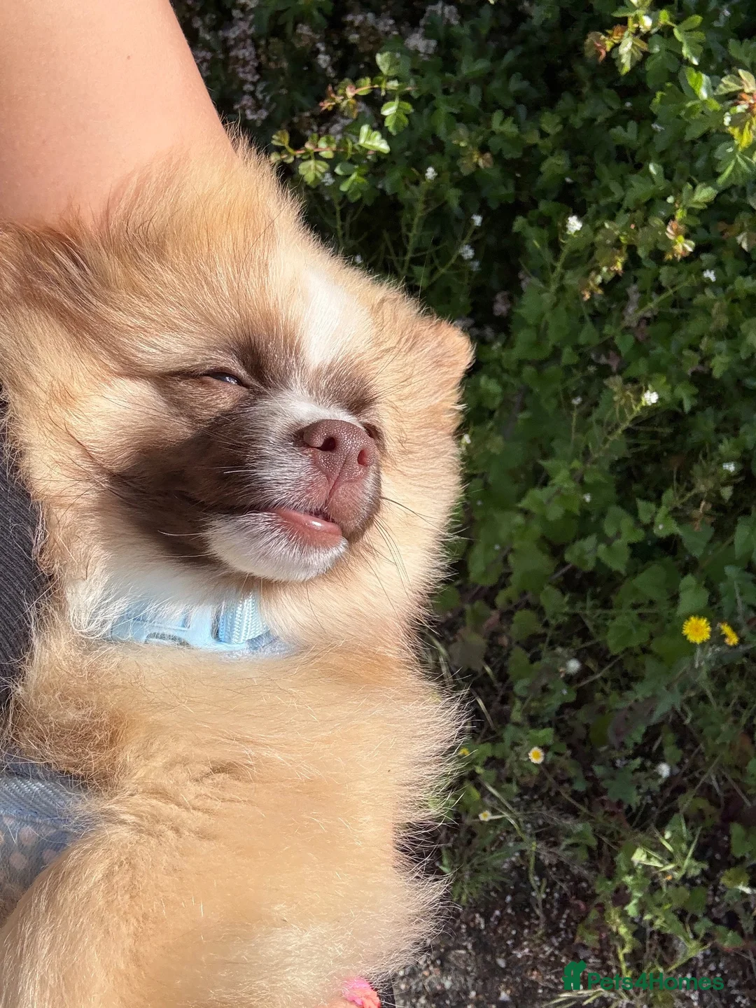 Pomeranian dogs for sale: Pomeranian male for sale  - Advert 1