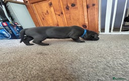 Mixed Breed dogs for sale: Four cane Corso and staff bullterrier mix.  - Image 16