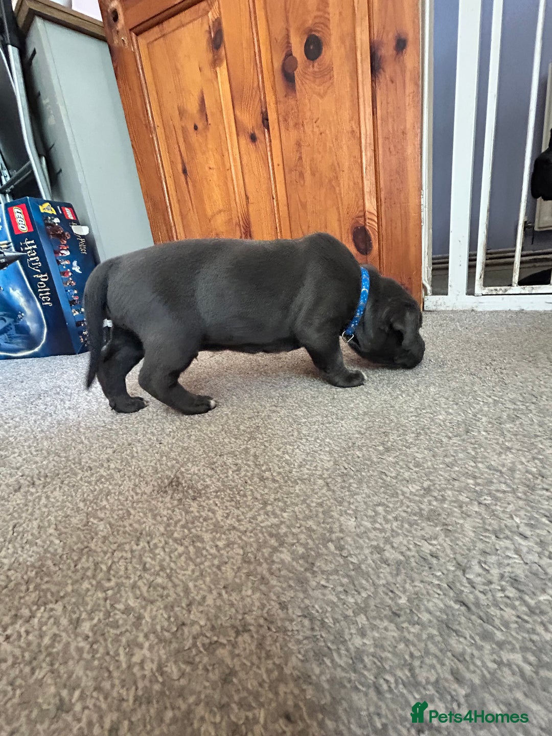Mixed Breed dogs for sale: Four cane Corso and staff bullterrier mix.  - Image 16