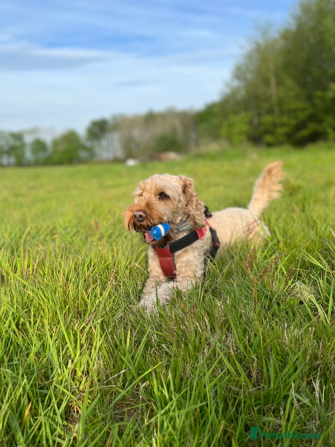 Cockapoo dogs for stud: Cockapoo Stud Dog (PROVEN) in Maidstone - Advert 19