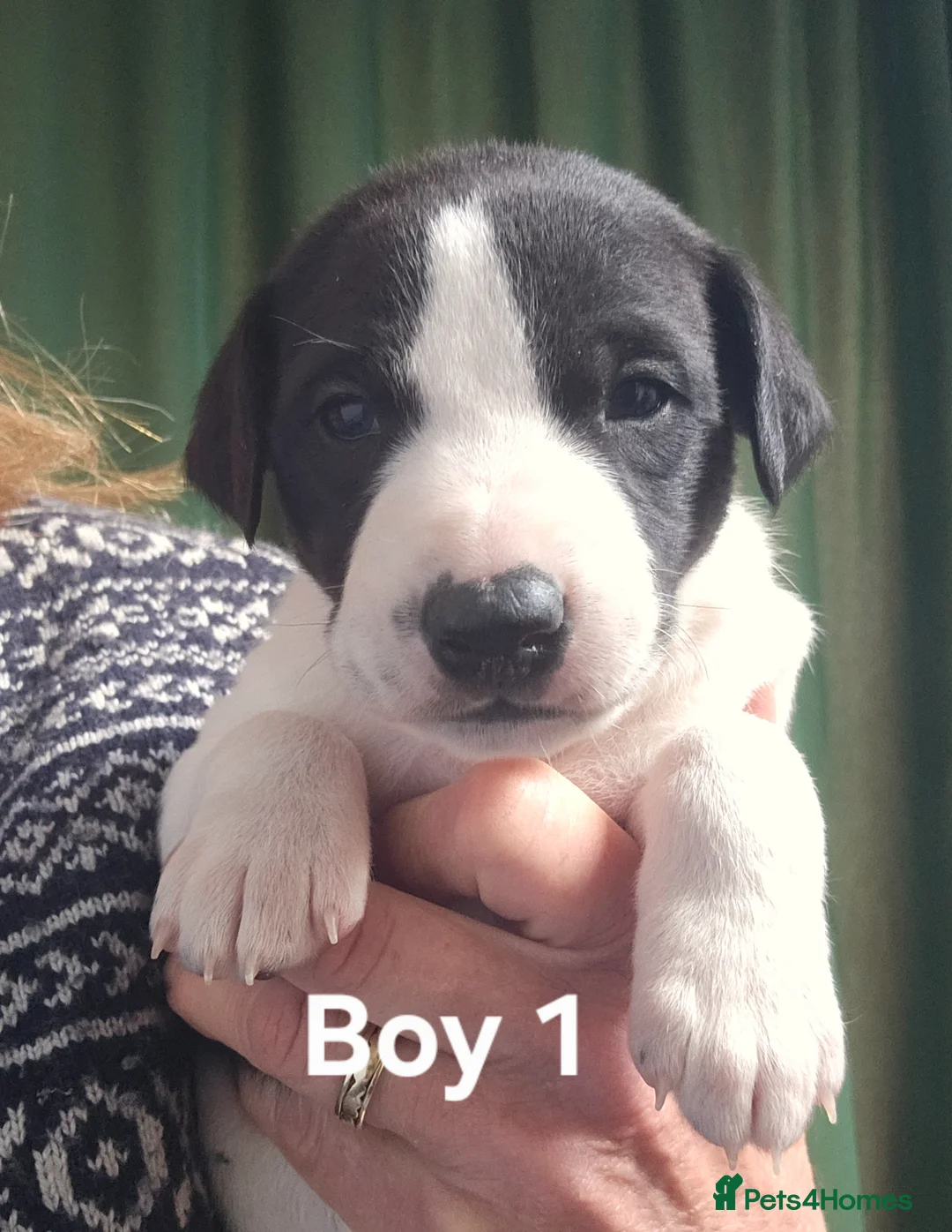 Whippet dogs for sale: KC reg Whippet puppies - Advert 2