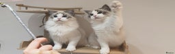 Ragdoll cats for sale: Gccf tica register kittens - Advert 10