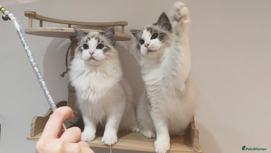 Ragdoll cats for sale: Gccf tica register kittens - Advert 10