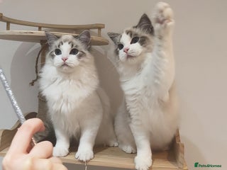 Ragdoll cats Gccf tica register kittens - Advert 5