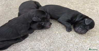 Mixed Breed dogs - Advert 6