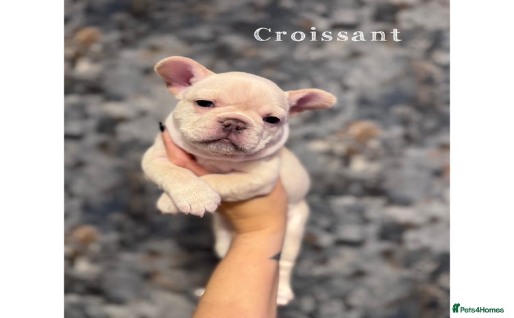 French Bulldog dogs - Advert 4