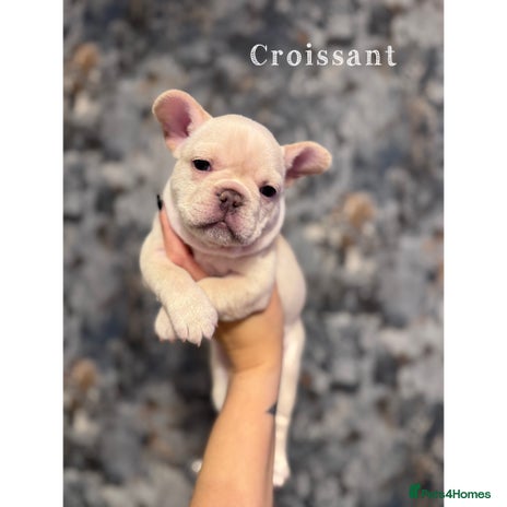 French Bulldog dogs - Advert 6