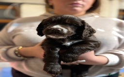 Cocker Spaniel dogs for sale: The most beautiful Working Cocker Puppies - Image 11