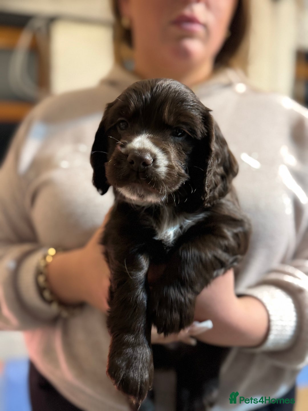 Cocker Spaniel dogs for sale: The most beautiful Working Cocker Puppies - Image 11