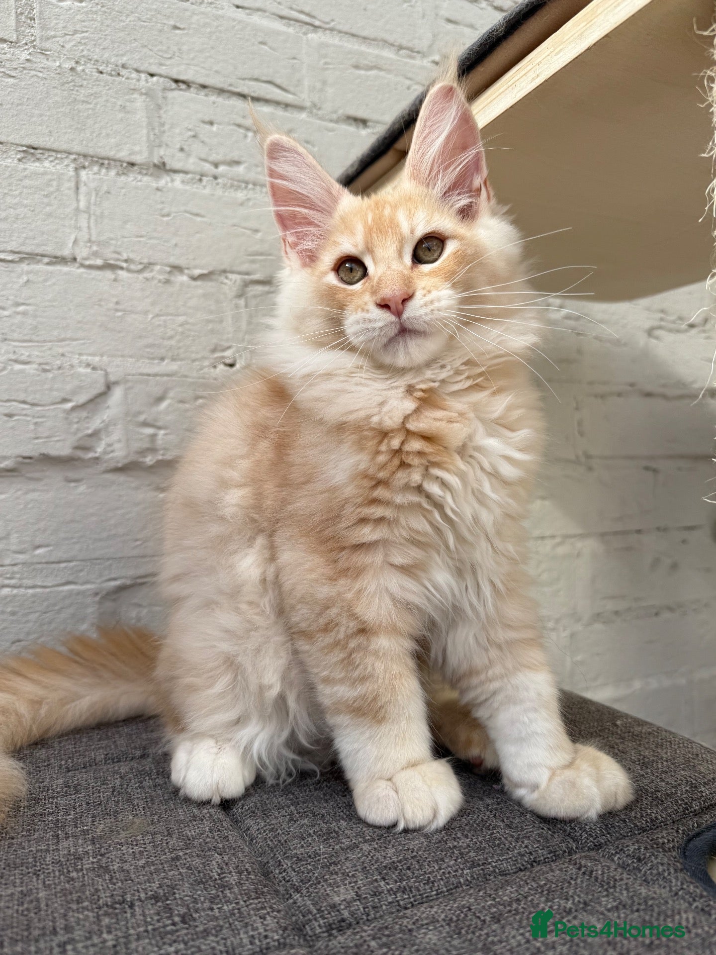 Maine Coon cats Champion TICA Pedigree Maine Coons kittens  - Advert 1