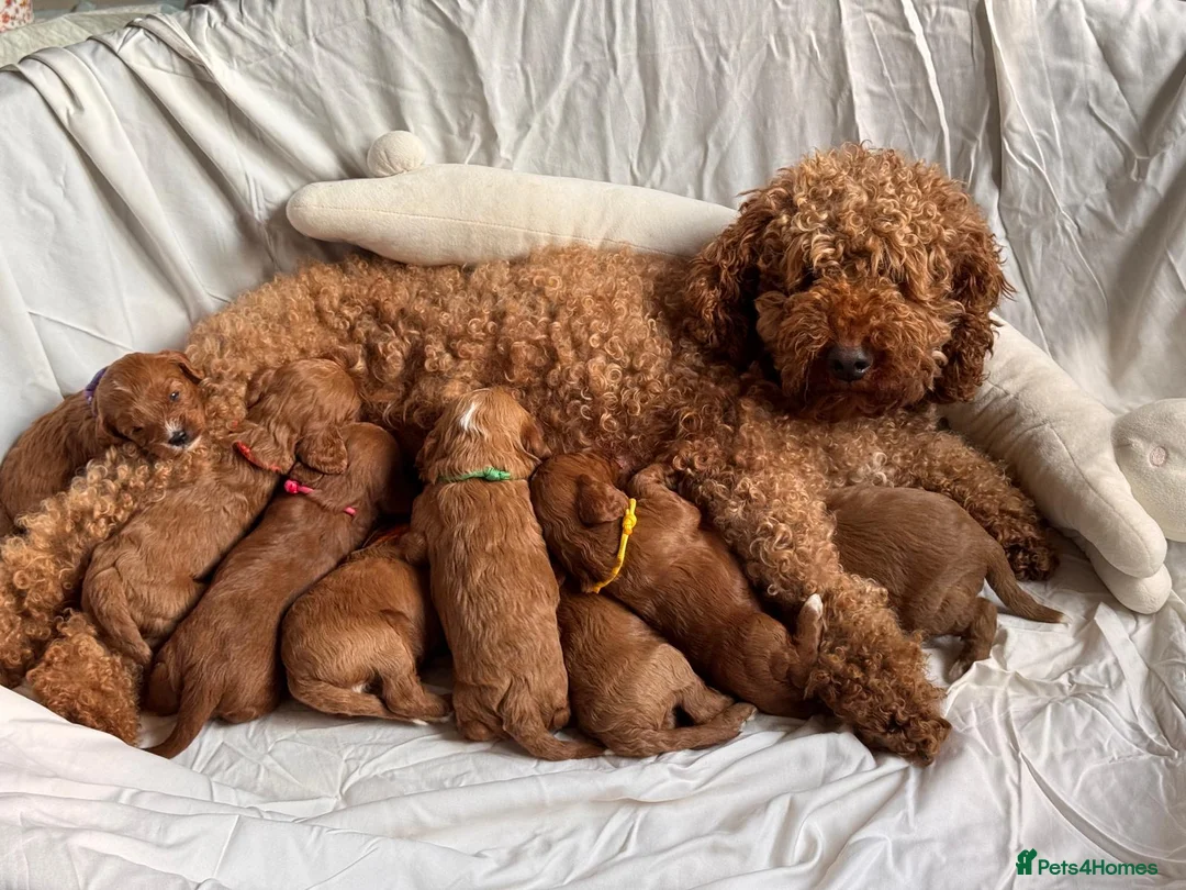 Cavapoo dogs for sale: Cavapoo Puppies (F1) -Perfect Family Companions - Advert 9