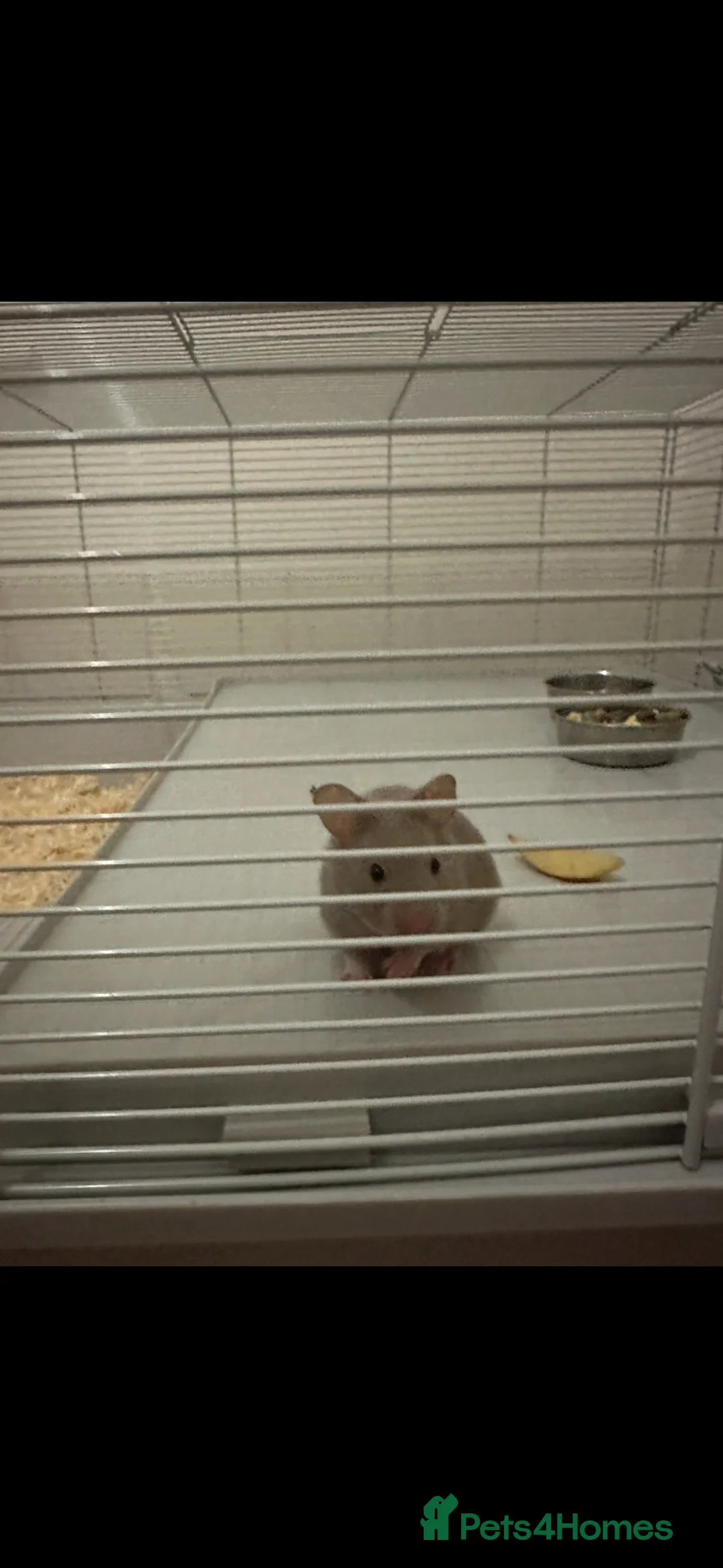Hamster rodents for sale: Silver Syrian hamster with full set up & extras in Saltburn-by-the-Sea - Advert 1