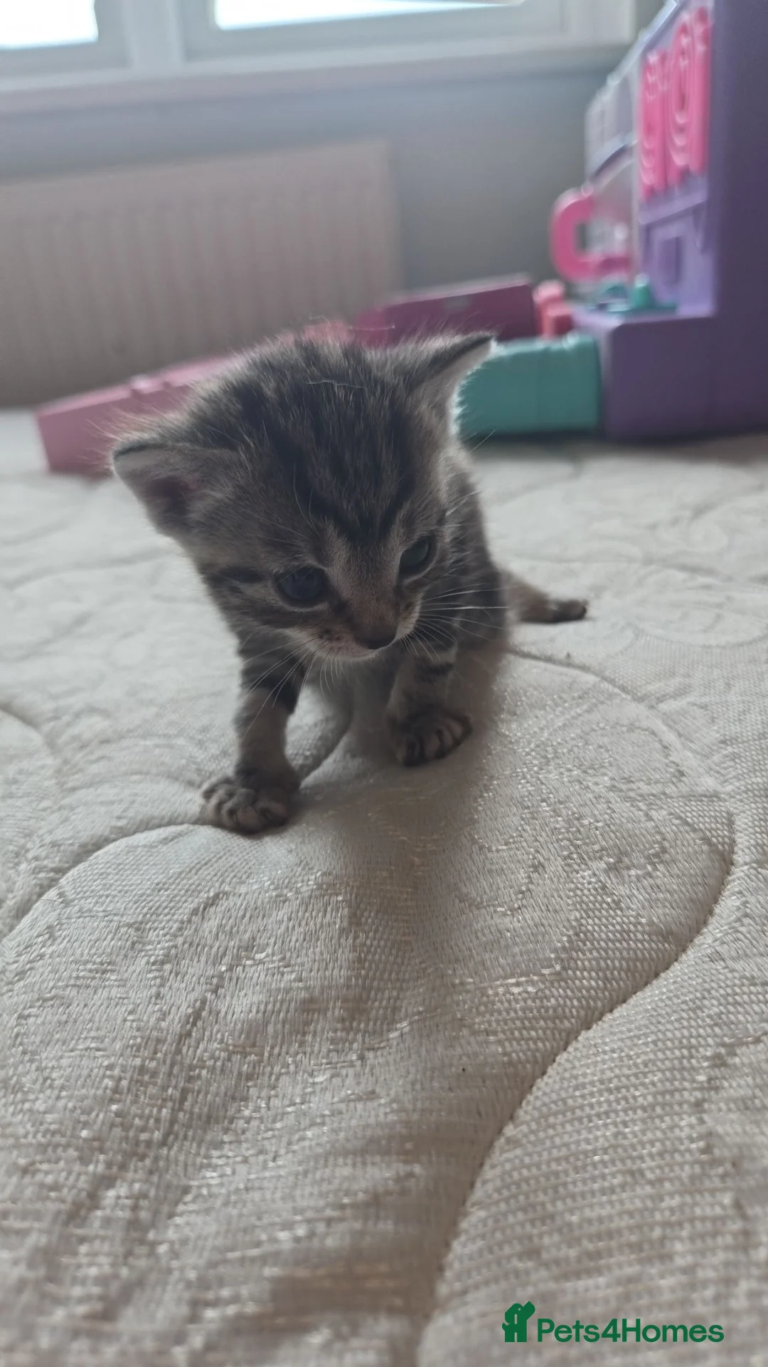 Bengal cats for sale: Bengal kittens  looking for forever  home - Advert 2