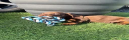 Miniature Dachshund dogs for sale: Miniature dachshund puppies  in Bridgwater - Advert 6